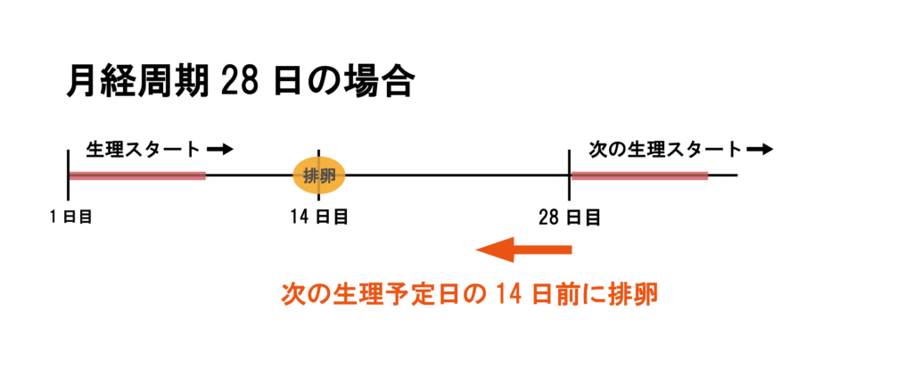 108 排卵日 はどうすればわかる Dr Nelson 山分 ネルソン 公式ホームページ